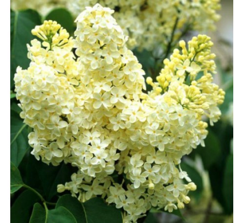 Сирень Примроуз (Primrose)C2